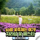 등구역 | 가평 자라섬 꽃축제 페스타 2025 가족여행 실시간 개화 후기
