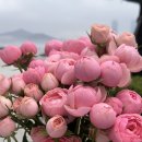 창원 가로수길 꽃집, 꽃피우리 :: 셀프 웨딩부케 대만족 후기 / 실바핑크 장미부케