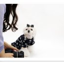 루루퍼피 이미지