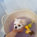 살롱드미미즈 이미지