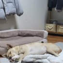 써클켄넬 이미지