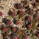 계룡장로교회 이미지