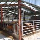 청송한우농장 이미지