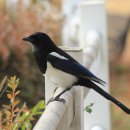 까치목장 이미지