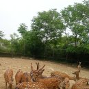 우리사슴목장 이미지