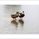 오리 - 춘천시 연산골길 64 | 오리