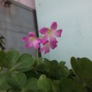 사라안경 이미지