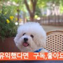 옥인다실 이미지