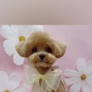 단추펫살롱 이미지