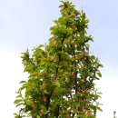 보광농원 이미지