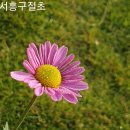 서흥구절초 이미지