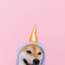 이누(Inu)