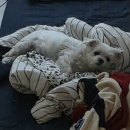 비숑다움 | 광주애견미용 비숑다움 전체 클리핑 후기