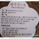 플로우월