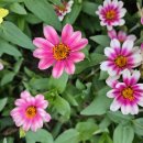 애니닭갈비 이미지