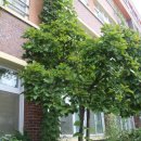 오리초교 내 이미지