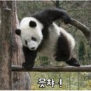 블리스(Bliss) 이미지