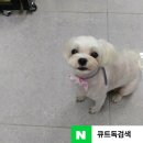 애견구루머 | 스트레스 없는 수원 호매실동 금곡동 당수동 애견미용 큐트독 #몰티즈