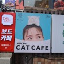 카페친구 | 강남 실내데이트, 남자친구와 모카 고양이카페 방문 후기