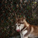 제이 애견 호텔 이미지