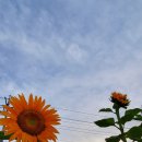 벽오동도곡점 이미지