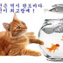 생선이야기 이미지