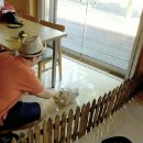 신평동1125 | 경주 나들이 :: 보문단지 산책 + 애견동반카페 커피독