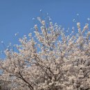 신산족구장 공중화장실 | 인천 벚꽃 명소 열우물숲 4월 초 만개 후기 강아지 산책 추천