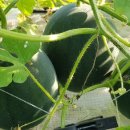 철원군농업기술센터 이미지