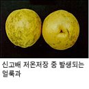 [배] - 검은무늬병, 과피흑변, 겹무늬병, 붉은별무늬병,얼룩과 등 이미지