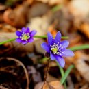 더리터(온산) | 포항 운제산 대골 청노루귀_부여잡고 싶은 봄 '21.3.21