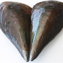 오색키조개 이미지