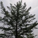 점동초안평분교장 이미지