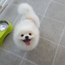 몽쭈쭈 이미지
