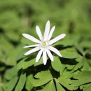 얼레지펜션 이미지