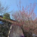 매실사랑펜션 이미지