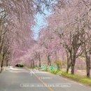 행복나들이불은마을 | 경상도 벚꽃 명소 임불마을 벚꽃 실시간 후기 수양벚꽃 포토존 가족 나들이 추천 🌸📸