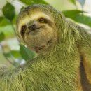 나무늘보 이미지