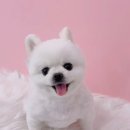 라라몽 이미지