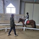 궁평목장 | 화성 궁평캠프 승마체험 후기 말 먹이주기 체험까지