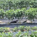 지에스25 상록건건점 이미지