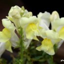 물처럼 바람처럼 이미지