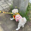 아틀리독 이미지