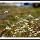 카페봄내 이미지