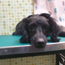 날개달린옷 이미지