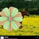 드립 Daum카페