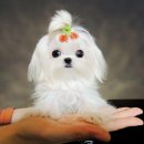 삐삐애견샵 이미지