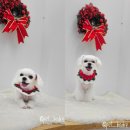 펫보드레 이미지