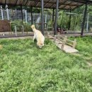 진도애견훈련소 이미지