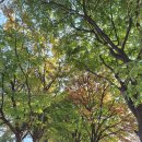 나무고아원 이미지